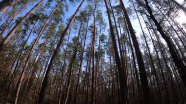 Gündüzleri yüksek gövdeli çam ağaçları