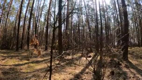 Skog med tallar med höga stammar under dagen — Stockvideo