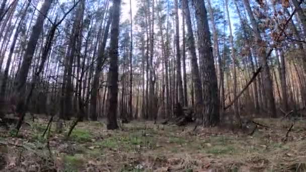 Forêt avec pins à troncs hauts pendant la journée