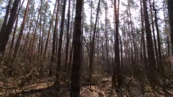 Δάσος με πεύκα με μεγάλους κορμούς κατά τη διάρκεια της ημέρας — Αρχείο Βίντεο
