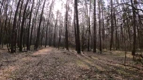 Floresta com pinheiros com troncos altos durante o dia — Vídeo de Stock