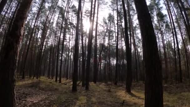 Floresta com pinheiros com troncos altos durante o dia — Vídeo de Stock