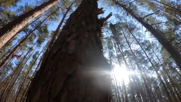 Wald mit Kiefern mit hohen Stämmen am Tag — Stockvideo