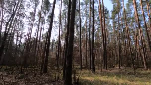 Floresta com pinheiros com troncos altos durante o dia — Vídeo de Stock