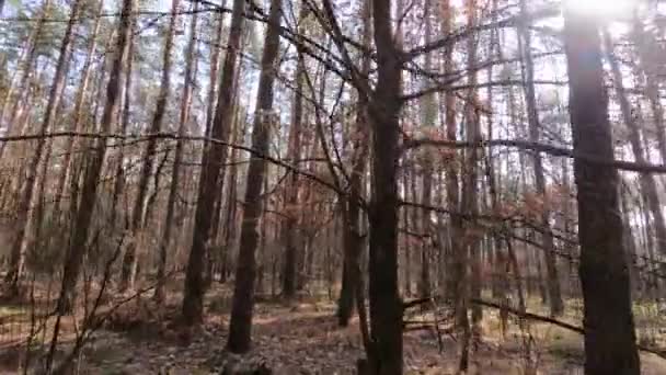 Les s borovicemi s vysokými kmeny během dne — Stock video