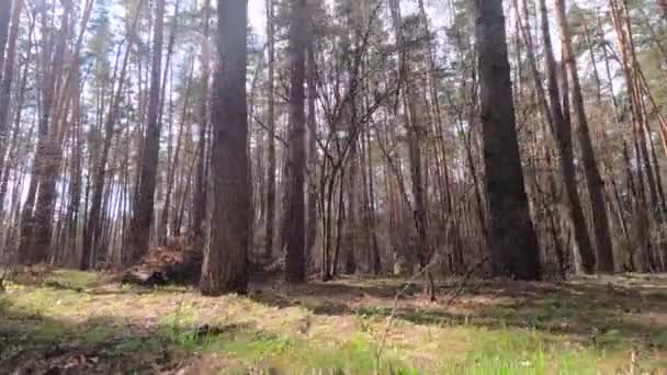 Bosque con pinos con troncos altos durante el día — Vídeos de Stock