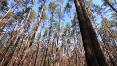 Gündüzleri yüksek gövdeli çam ağaçları