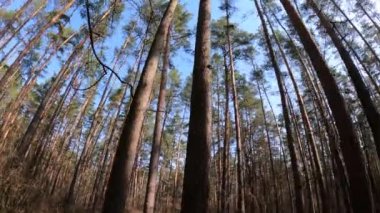 Gündüzleri yüksek gövdeli çam ağaçları