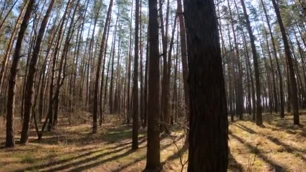 Skog med tallar med höga stammar under dagen — Stockvideo