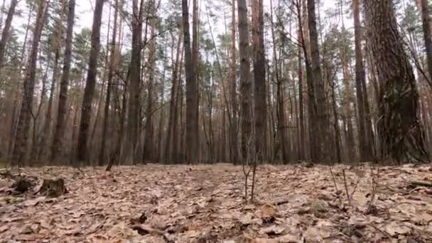 日中は幹の多い松の森 — ストック動画