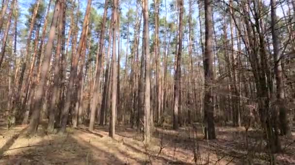 Metsä mäntyjä korkea rungot päivällä — kuvapankkivideo