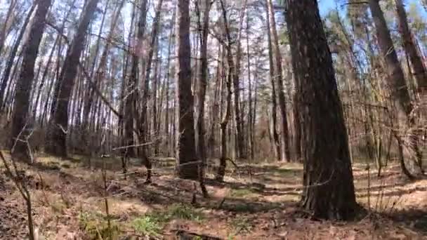 Skog med tallar med höga stammar under dagen — Stockvideo