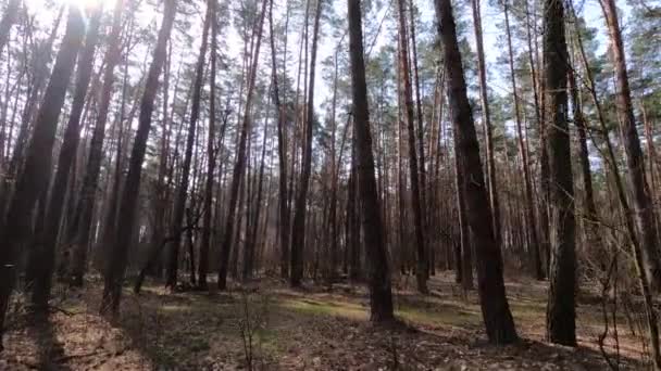 Skog med tallar med höga stammar under dagen — Stockvideo