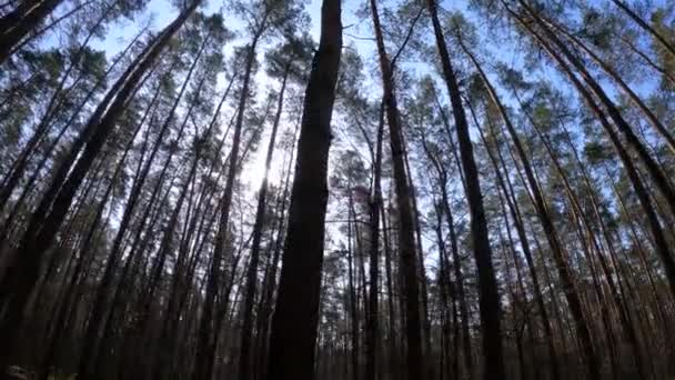 Bosque con pinos con troncos altos durante el día — Vídeos de Stock