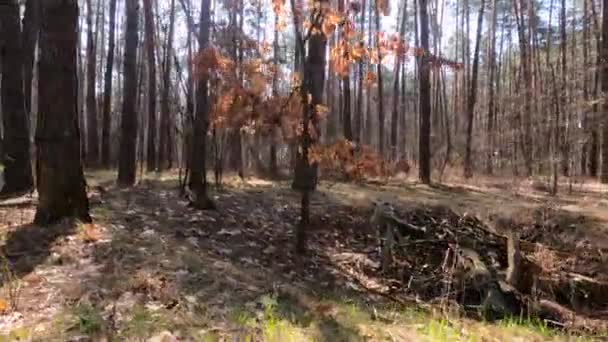 Floresta com pinheiros com troncos altos durante o dia — Vídeo de Stock