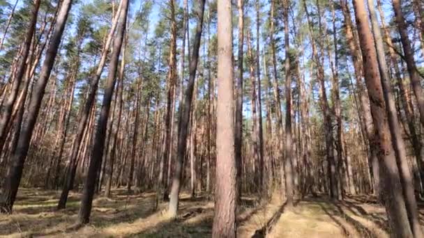 Hutan dengan pohon pinus dengan batang tinggi pada siang hari — Stok Video