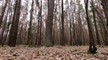 Gündüzleri yüksek gövdeli çam ağaçları