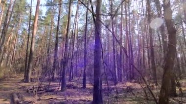 Gündüzleri yüksek gövdeli çam ağaçları