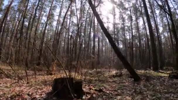 Forêt avec pins à troncs hauts pendant la journée — Video