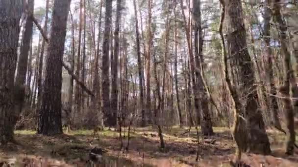 Wald mit Kiefern mit hohen Stämmen am Tag — Stockvideo