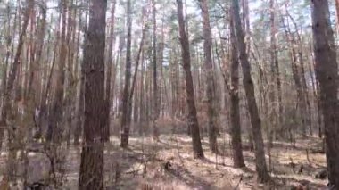 Gündüzleri yüksek gövdeli çam ağaçları