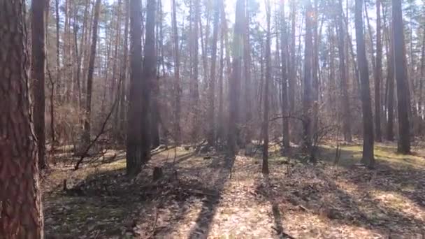 Erdőben fenyők magas törzsek a nap folyamán — Stock videók