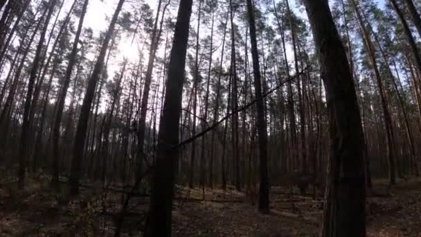 Woud met dennen met hoge stammen gedurende de dag — Stockvideo