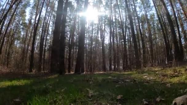 Skog med tallar med höga stammar under dagen — Stockvideo