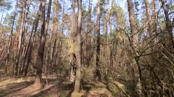 Floresta com pinheiros com troncos altos durante o dia — Vídeo de Stock