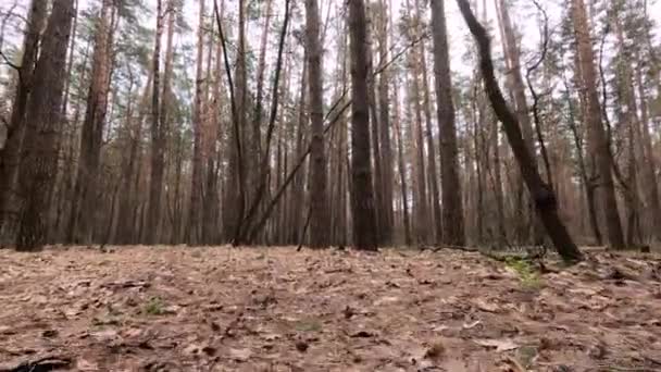 Bosque con pinos con troncos altos durante el día — Vídeos de Stock