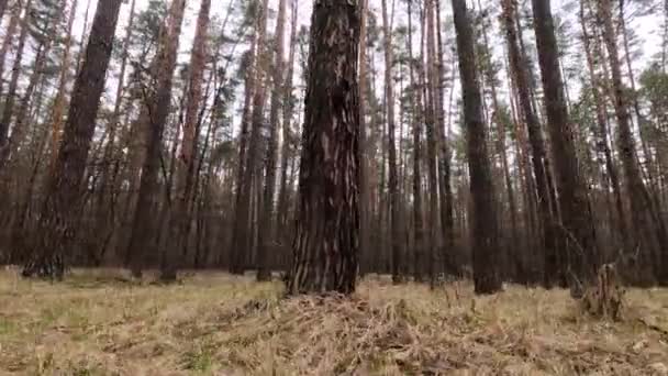 Les s borovicemi s vysokými kmeny během dne — Stock video