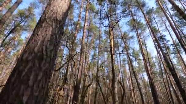 Bosco con pini con tronchi alti durante il giorno — Video Stock