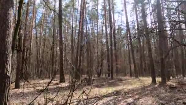 Лес с соснами с высокими стволами в течение дня — стоковое видео