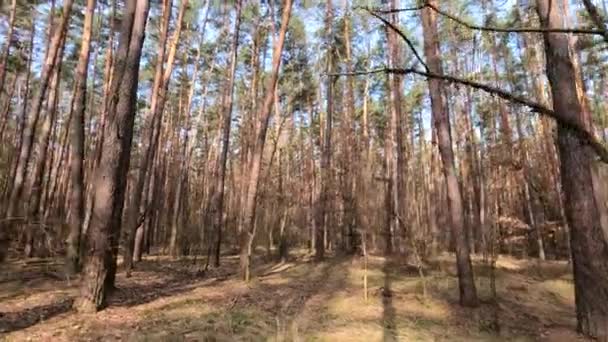 Bosque con pinos con troncos altos durante el día — Vídeos de Stock