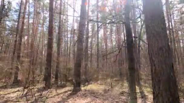 Bosque con pinos con troncos altos durante el día — Vídeos de Stock