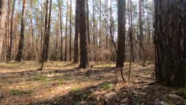 Лес с соснами с высокими стволами в течение дня — стоковое видео