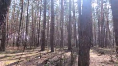 Gündüzleri yüksek gövdeli çam ağaçları