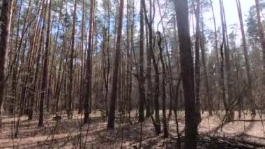 Gündüzleri yüksek gövdeli çam ağaçları