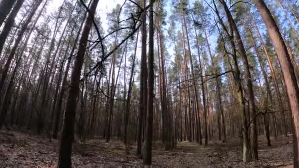 Bosque con pinos con troncos altos durante el día — Vídeos de Stock