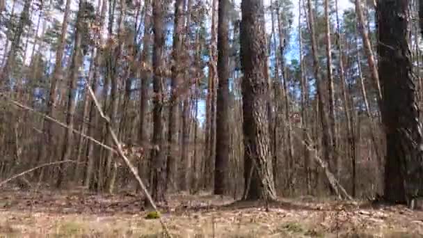 Skog med tallar med höga stammar under dagen — Stockvideo