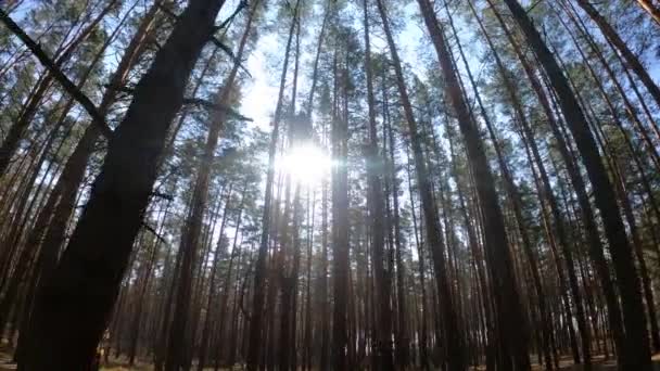 Bosco con pini con tronchi alti durante il giorno — Video Stock