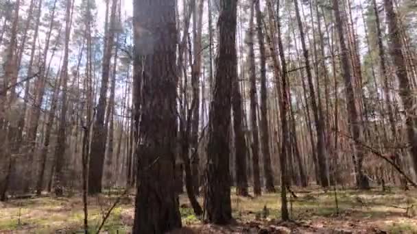 Floresta com pinheiros com troncos altos durante o dia — Vídeo de Stock