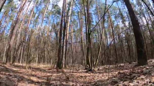 Woud met dennen met hoge stammen gedurende de dag — Stockvideo