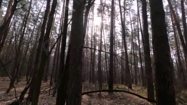 Floresta com pinheiros com troncos altos durante o dia — Vídeo de Stock