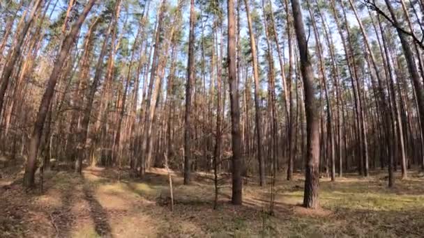 Skog med tallar med höga stammar under dagen — Stockvideo