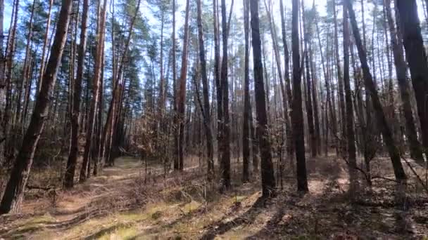 Skog med tallar med höga stammar under dagen — Stockvideo