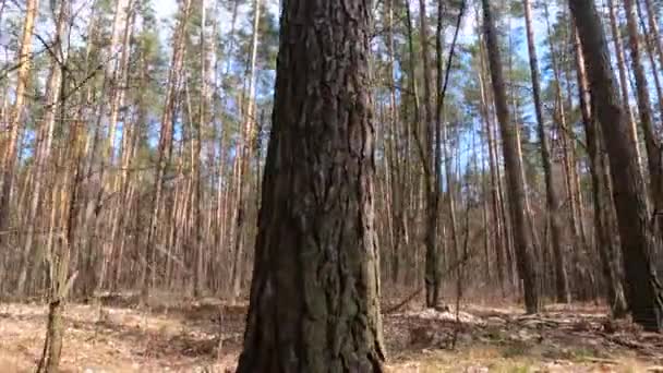 낮 에는 줄기가 높은 소나무들이 있는 숲 — 비디오