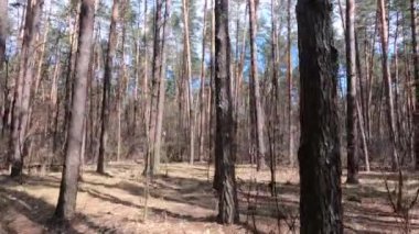 Gündüzleri yüksek gövdeli çam ağaçları