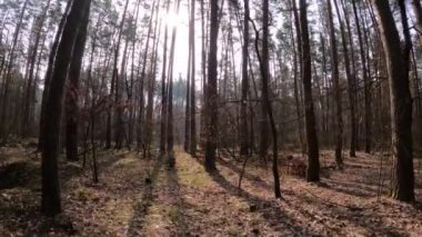 Gündüzleri yüksek gövdeli çam ağaçları