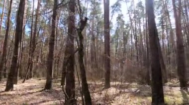 Gündüzleri yüksek gövdeli çam ağaçları